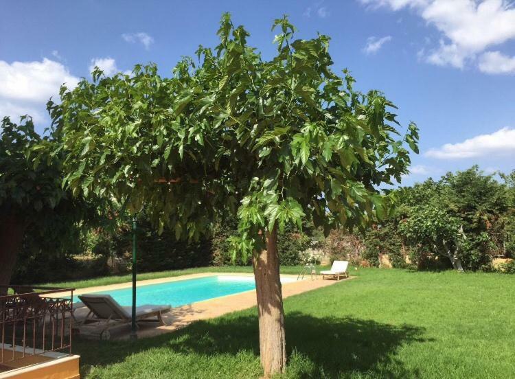 Relaxing Villa With Swimming Pool And Garden Agios Georgios  Exteriör bild
