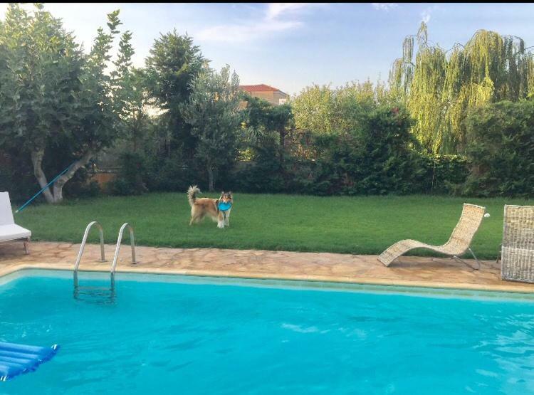 Relaxing Villa With Swimming Pool And Garden Agios Georgios  Exteriör bild